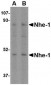 Nhe-1 Antibody