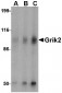 Grik2 Antibody