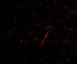 Grik4 Antibody