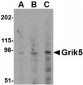 Grik5 Antibody