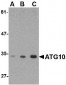 ATG10 Antibody