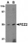 FEZ2 Antibody