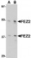 FEZ2 Antibody
