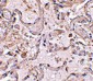 GSTP1 Antibody