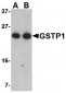 GSTP1 Antibody