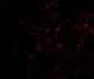 Plxdc2 Antibody