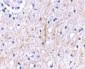 Plxdc2 Antibody