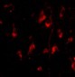 ATG12 Antibody