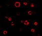 ATG16 Antibody