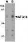 ATG16 Antibody