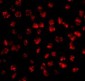 FGF4 Antibody