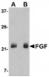 FGF4 Antibody