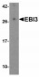 Slitrk1 Antibody