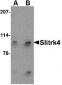 Slitrk4 Antibody