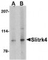 Slitrk4 Antibody