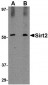 SIRT2 Antibody