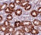 RTP801 Antibody