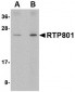 RTP801 Antibody