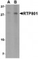 RTP801 Antibody