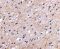 NIPSNAP Antibody