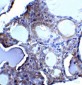 IRGM Antibody