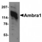 Ambra1 Antibody