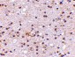 Ambra1 Antibody