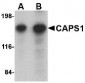 CAPS1 Antibody