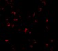 GRTP1 Antibody