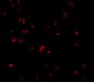 GRTP1 Antibody