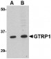 GRTP1 Antibody