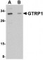 GRTP1 Antibody