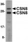 CSN8 Antibody