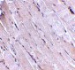 Wnt10b Antibody