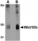 Wnt10b Antibody