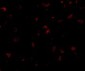 SAPAP1 Antibody
