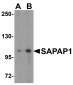 SAPAP1 Antibody