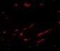 Slc22A17 Antibody