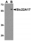 Slc22A17 Antibody