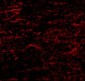 SATB1 Antibody