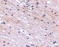 SATB1 Antibody