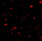 Nanos1 Antibody