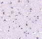 Nanos1 Antibody