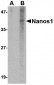 Nanos1 Antibody