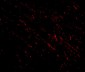 Nanos1 Antibody