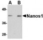 Nanos1 Antibody