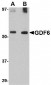 GDF6 Antibody