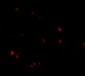 LASS5 Antibody