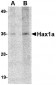 Hax1a Antibody