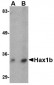 Hax1b Antibody